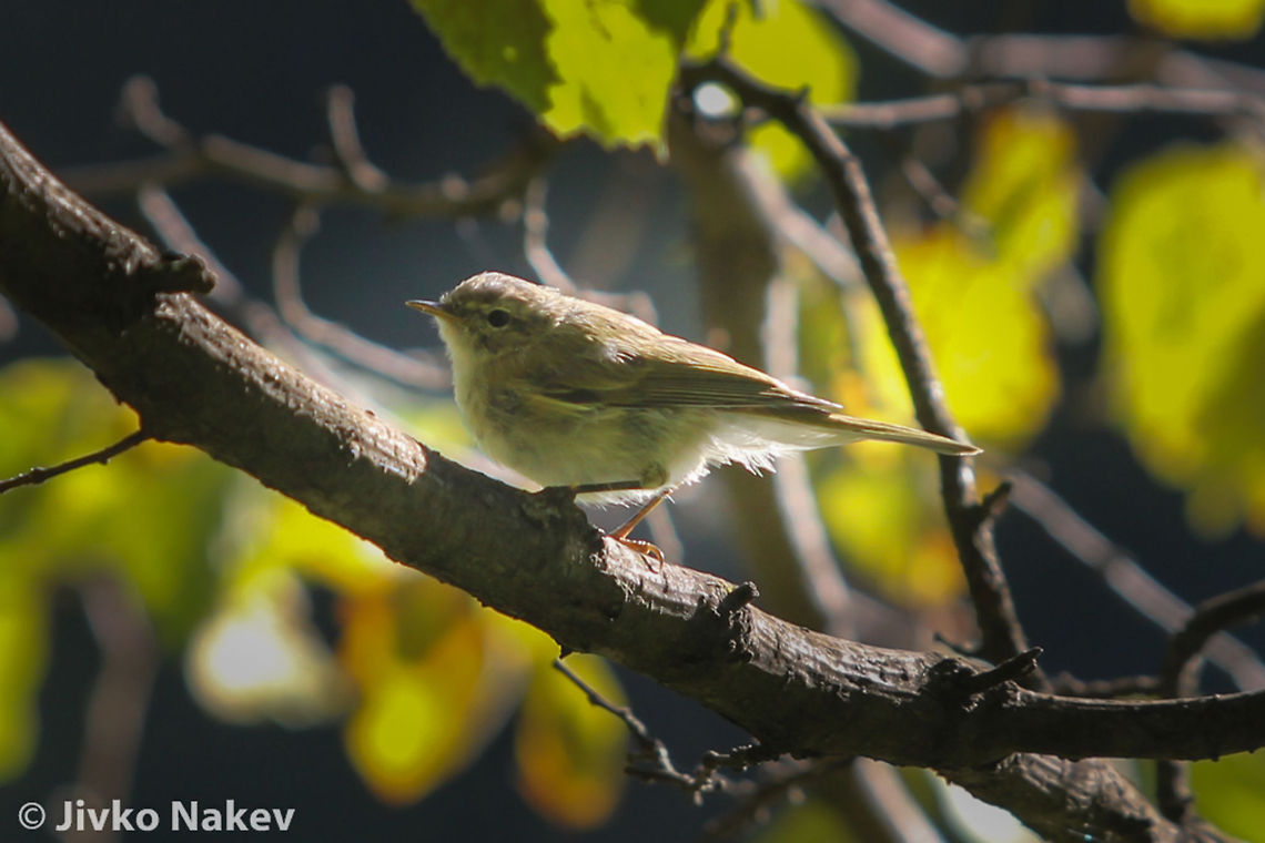 Chiffchaff - Phylloscopus Collybita Chiffchaff - Phylloscopus Collybita Bulgaria,Common Chiffchaff,Geotagged,Phylloscopus collybita,bird,chiffchaff,phylloscopus collybita,songbird