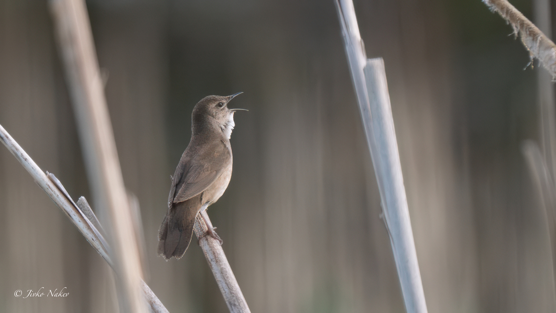 Savi's Warbler - Locustella luscinioides I haven't photographed a new species in a while. These species are so hard to identify, and most of them very difficult to photograph. Lately I have been concentrating on photographing birds. There are other species new to me from my last trip to the Danube Delta in Romania, but I won't be able to process the photos and upload them soon because I have a long trip coming up in the Scandinavian countries that I haven't visited before. I hope to be able in July - August to upload photos of many species new to me and to the countries visited.<br />
  Animalia,Aves,Bulgaria,Chordata,Europe,Geotagged,Locustella luscinioides,Locustellidae,Mramor reservoir,Passeriformes,Passerine,Savi's Warbler,Savis warbler,Sofia,Spring,Wildlife