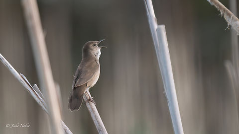 Savi's Warbler - Locustella luscinioides I haven't photographed a new species in a while. These species are so hard to identify, and most of them very difficult to photograph. Lately I have been concentrating on photographing birds. There are other species new to me from my last trip to the Danube Delta in Romania, but I won't be able to process the photos and upload them soon because I have a long trip coming up in the Scandinavian countries that I haven't visited before. I hope to be able in July - August to upload photos of many species new to me and to the countries visited.
  Animalia,Aves,Bulgaria,Chordata,Europe,Geotagged,Locustella luscinioides,Locustellidae,Mramor reservoir,Passeriformes,Passerine,Savi's Warbler,Savis warbler,Sofia,Spring,Wildlife