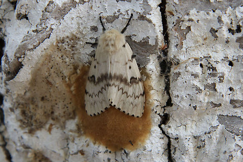 European Gypsy moth  European Gypsy moth,Geotagged,Greece,Gypsy moth,Insects,Lepidoptera,Limantria dispar,Lymantria dispar,Moths