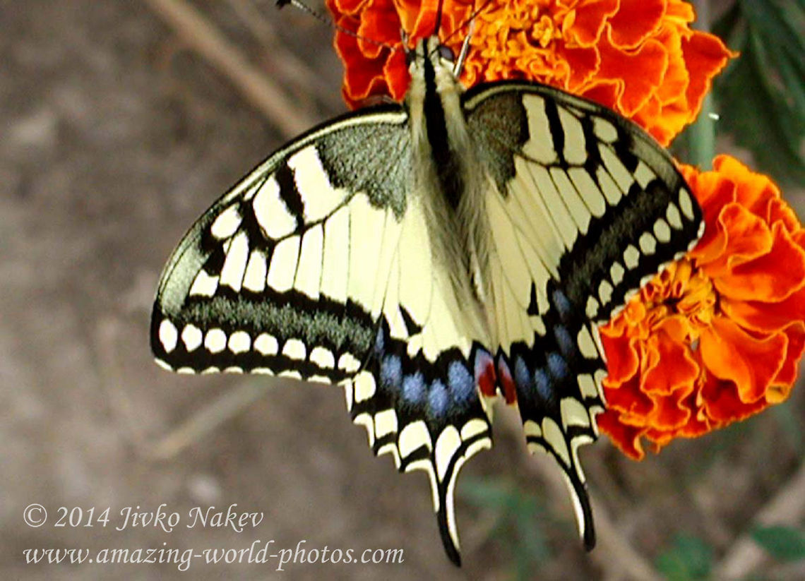 Common Yellow Swallowtail - Papilio Machaon  Bulgaria,Geotagged,Old World Swallowtail,Old World swallowtail,Papilio machaon,butterfly,common yellow swallowtail,insect,lepidoptera,papilio machaon,swallowtail