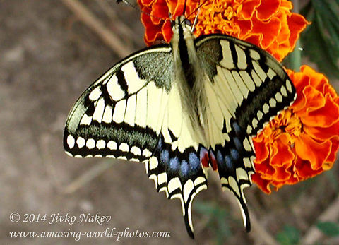 Common Yellow Swallowtail - Papilio Machaon  Bulgaria,Geotagged,Old World Swallowtail,Old World swallowtail,Papilio machaon,butterfly,common yellow swallowtail,insect,lepidoptera,papilio machaon,swallowtail