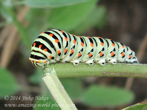 Common Yellow Swallowtail Caterpillar - Papilio Machaon  Bulgaria,Geotagged,Old World Swallowtail,Old World swallowtail,Papilio machaon,butterfly,caterpillar,common yellow swallowtail,insect,lepidoptera,papilio machaon,swallowtail