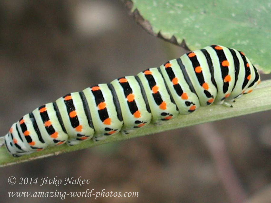 Common Yellow Swallowtail Caterpillar - Papilio Machaon  Bulgaria,Geotagged,Old World Swallowtail,Old World swallowtail,Papilio machaon,butterfly,caterpillar,common yellow swallowtail,insect,lepidoptera,papilio machaon,swallowtail