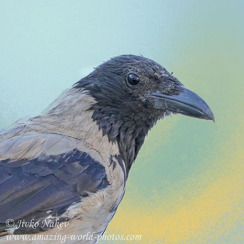 Hooded Crow Hooded Crow - Corvus cornix Bulgaria,Corvus cornix,Geotagged,Hooded Crow,bird,black beak,corvidae