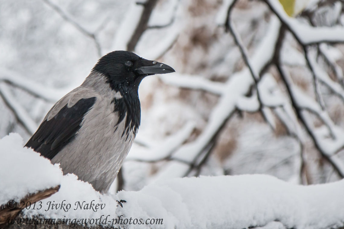 Big Crow Perched on Snow Branch  Bulgaria,Corvus cornix,Geotagged,Hooded Crow,bird,corbie,corvidae,passerine,snow