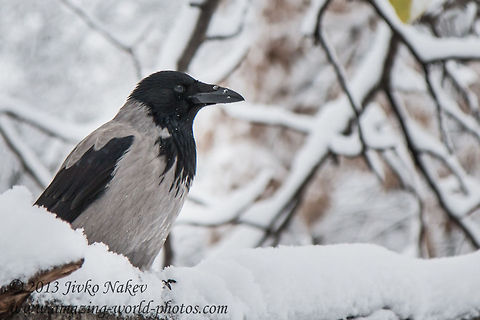 Big Crow Perched on Snow Branch  Bulgaria,Corvus cornix,Geotagged,Hooded Crow,bird,corbie,corvidae,passerine,snow