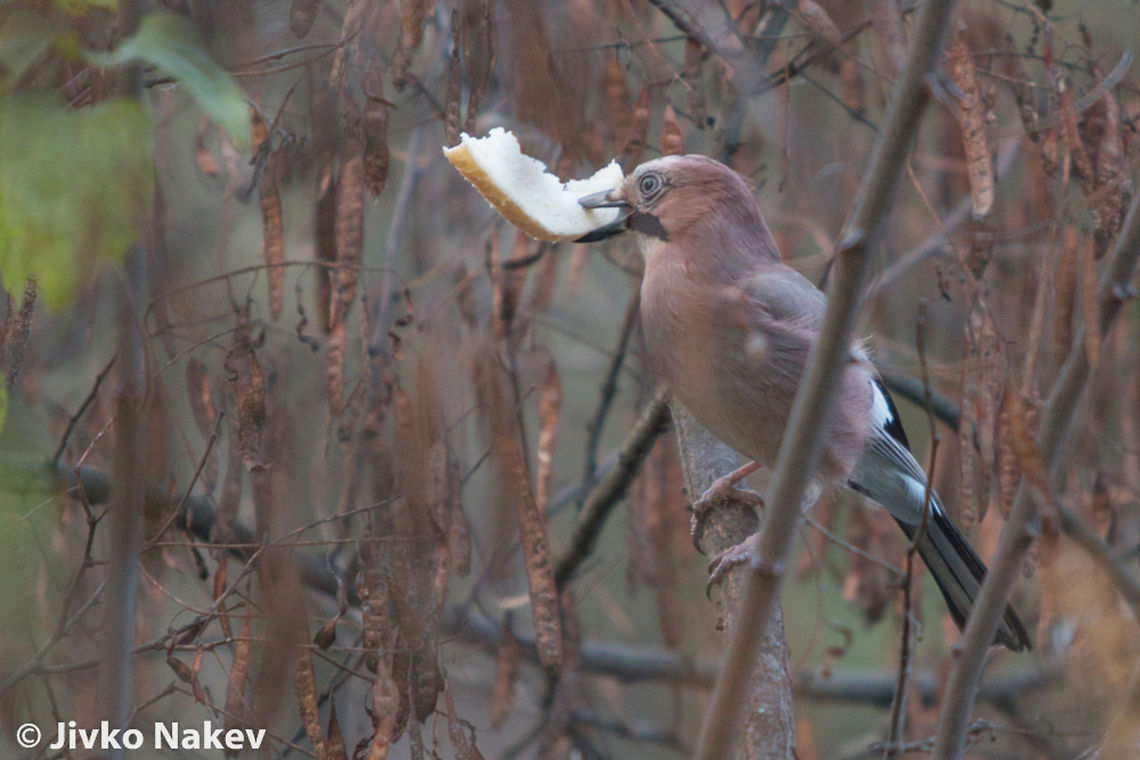 Eurasian Jay  Bulgaria,Eurasian Jay,Eurasian jay,Garrulus glandarius,Geotagged,birds,corvidae,passerine