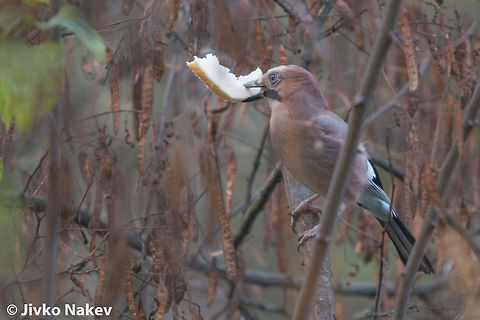 Eurasian Jay  Bulgaria,Eurasian Jay,Eurasian jay,Garrulus glandarius,Geotagged,birds,corvidae,passerine