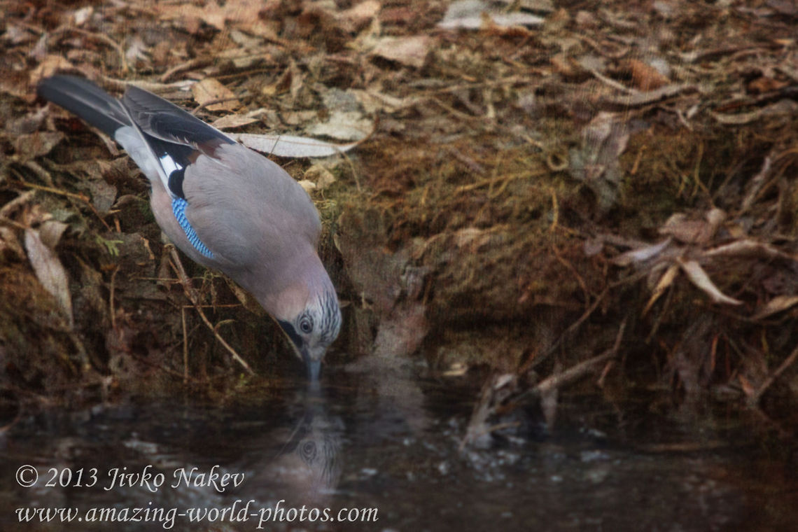 Jay Drinking Water  Bulgaria,Eurasian Jay,Eurasian jay,Garrulus glandarius,Geotagged,birds,corvidae,jay,passerine