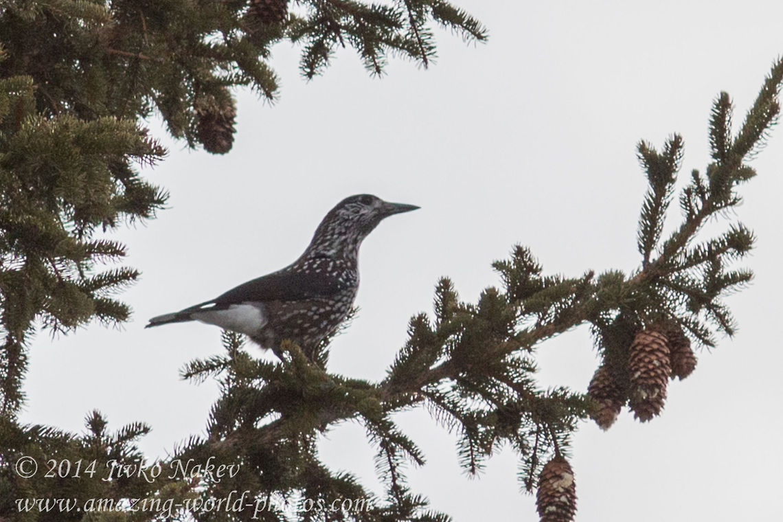 Spotted Nutcracker  Animals,Bulgaria,Geotagged,Nucifraga caryocatactes,Spotted Nutcracker,bird,corvidae,nature
