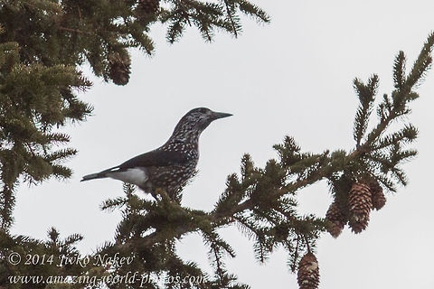 Spotted Nutcracker  Animals,Bulgaria,Geotagged,Nucifraga caryocatactes,Spotted Nutcracker,bird,corvidae,nature