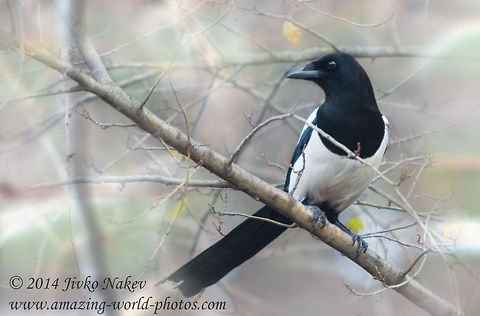Magpie Guard  Bulgaria,European Magpie,Geotagged,Pica pica,birds,corvidae,passerine