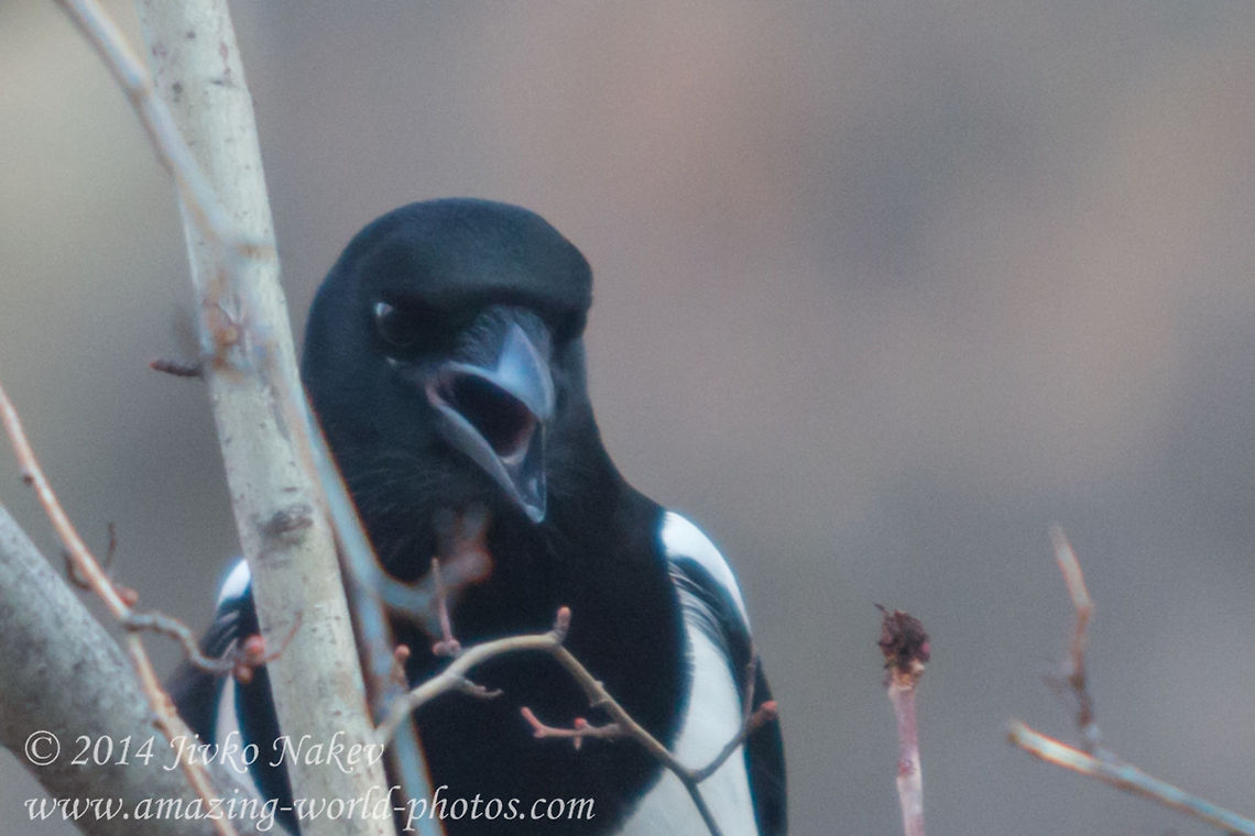 High Park Speaker  Bulgaria,European Magpie,Geotagged,Magpie,Pica pica,birds,corvidae,eurasian magpie,high park,passerine,pica pica,speaker