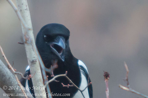 High Park Speaker  Bulgaria,European Magpie,Geotagged,Magpie,Pica pica,birds,corvidae,eurasian magpie,high park,passerine,pica pica,speaker