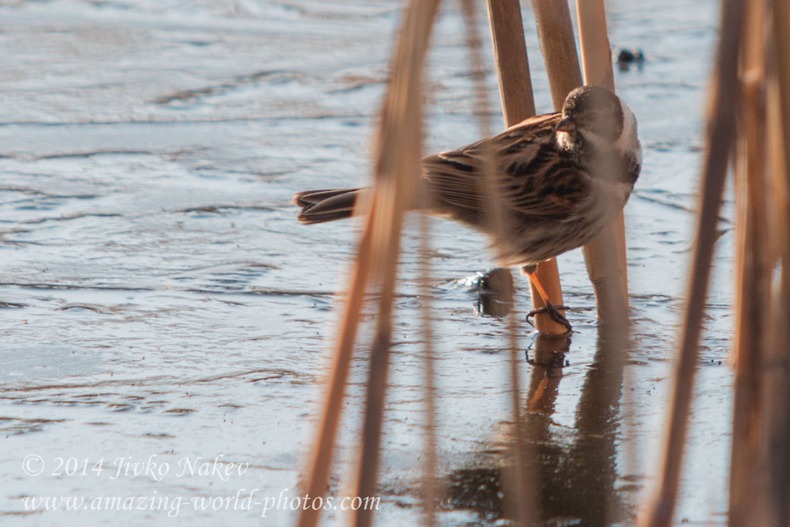 Common Reed Bunting  Bulgaria,Common Reed Bunting,Emberiza schoeniclus,Geotagged,animal,aves,bird,emberiza schoeniclus,marsh,nature,songbird