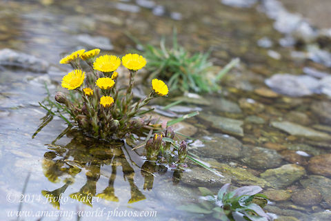 Coltsfoot Water Reflection  Bulgaria,Geotagged,Tussilago farfara,asteraceae,compositae,nature,plants,tussilago farfara,water reflection,yellow flower