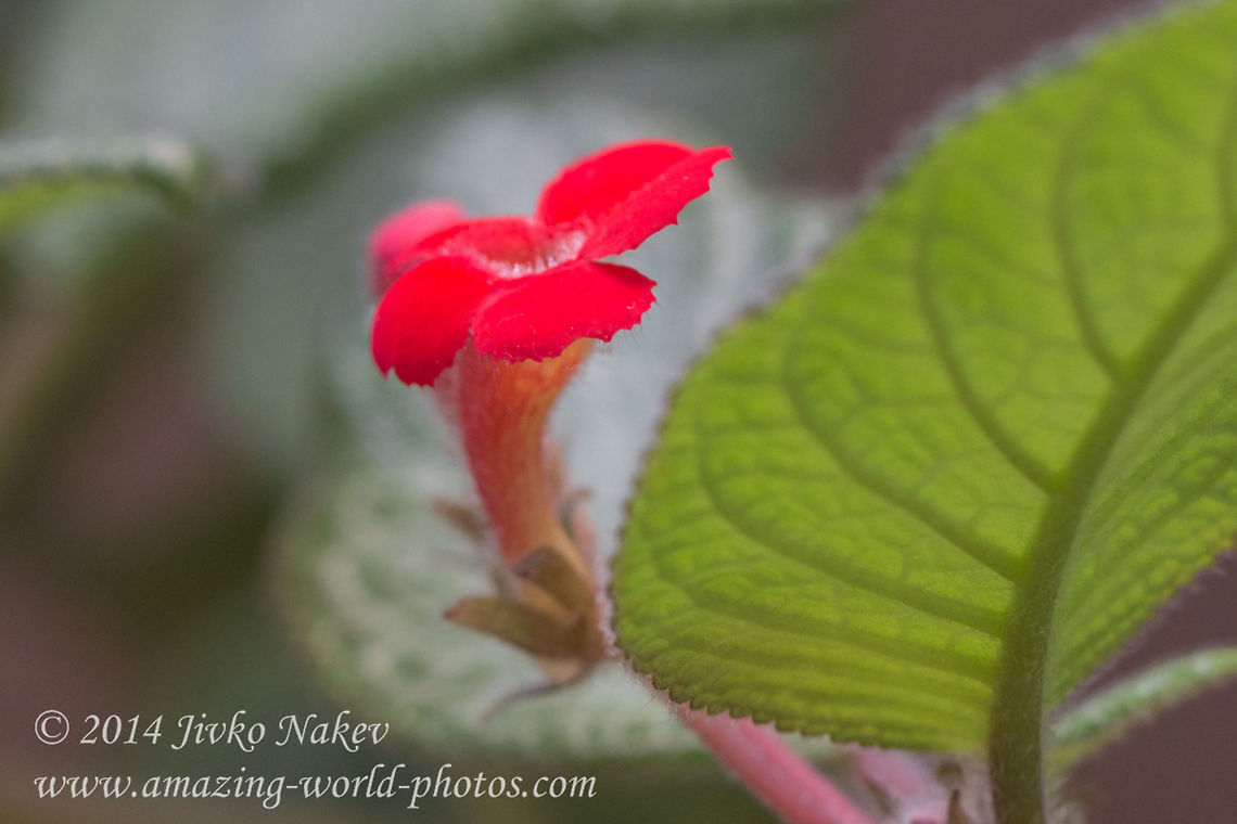 Episcia - Flame violets Episcia Flower Bulgaria,Episcia reptans,Flame Violet,Geotagged,Spring,blooming,episcia reptans,flower,nature,plant,red flower,room flower