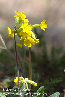Cowslip  Bulgaria,False oxlip,Geotagged,Primula veris x vulgaris,flower,plant