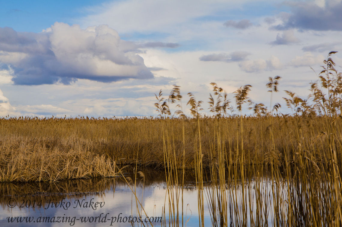 Marsh Reed Early Spring  Bulgaria,Geotagged,Phragmites,Phragmites australis,clouds,common reed,grass,landscape,marsh,nature,reed,wetland