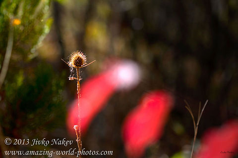 Autumn Lonely Teasel  Bulgaria,Dipsacus laciniatus,Geotagged,autumn,dry teasel,fall,flora,plants