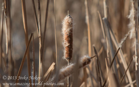 Typha Bulrush Seeds  Broadleaf cattail,Bulgaria,Geotagged,Typha latifolia,bulrush,cattail,marsh plants,reedmace,seeds,typha,typha latifolia