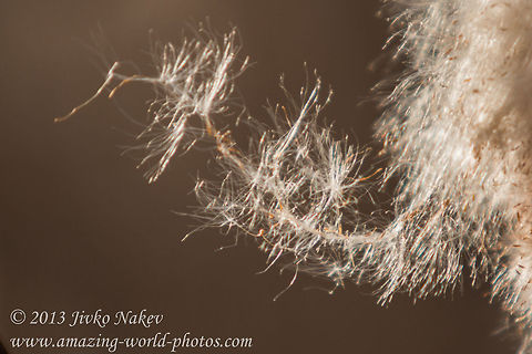 Typha Windspread Fuzzy Seeds   Broadleaf cattail,Bulgaria,Geotagged,Typha latifolia,bulrush,cattail,marsh plants,reedmace,seeds,typha,typha latifolia