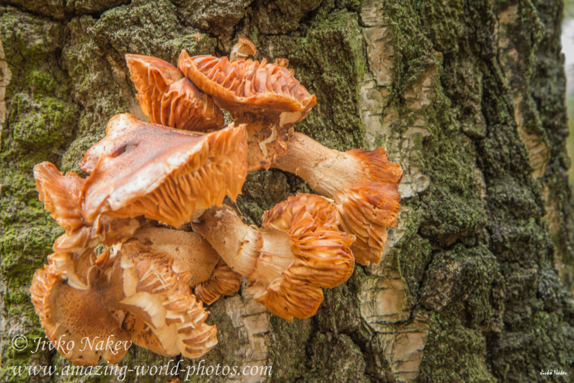 Wood mushroom Wood fungi Flammulina,Flammulina velutipes,Geotagged,Germany,fungi,fungus,moss,tree bark,trees,wood fungi,wood mushroom