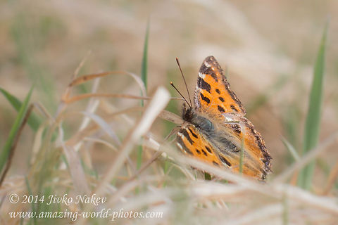 Large tortoiseshell Large tortoiseshell Bulgaria,Geotagged,Large Tortoiseshell,Nymphalis polychloros,butterfly,insect,lepidoptera,nymphalidae