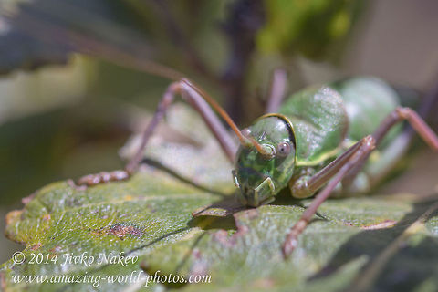Green Grasshopper Ephippiger Green Grasshopper Ephippiger Ephippiger Bulgaria,Ephippiger ephippiger,Fall,Geotagged,Saddle backed Bush Cricket,Saddle backed bush cricket,bushcricket,compound eye,green grasshopper,sword-tailed