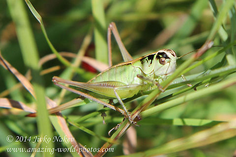 Bush Cricket - Pholidoptera frivaldskyi Female bush cricket - Pholidoptera frivaldskyi Bulgaria,Bush cricket,Geotagged,Pholidoptera frivaldskyi,insect,katydid,orthoptera