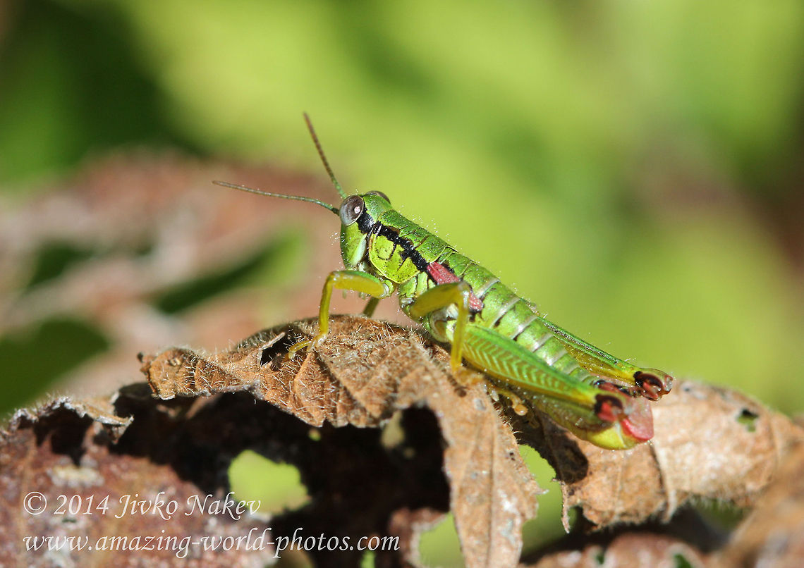 Green Mountain Grasshopper - Miramella alpina Miramella alpina Acrididae,Bulgaria,Geotagged,Miramella alpina,Short-horned grasshopper,insect,miramella alpina,orthoptera
