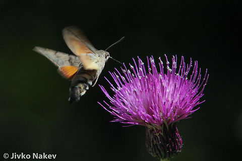 Hummingbird Hawk-moth - Macroglossum stellatarum Hummingbird Hawk-moth - Macroglossum stellatarum Bulgaria,Geotagged,Hummingbird Hawk-moth,Macroglossum stellatarum,thistle