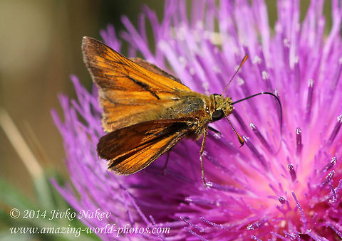 Large Skipper - Ochlodes sylvanus Large Skipper - Ochlodes sylvanus Bulgaria,Geotagged,Large Skipper,Ochlodes sylvanus,insect,lepidoptera,skippers