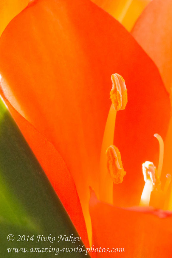 Clivia Flower Bloom Close up  Bulgaria,Bush lily,Clivia miniata,Geotagged,Spring,clivia miniata,flora,flower,flowering plant,nature,plant