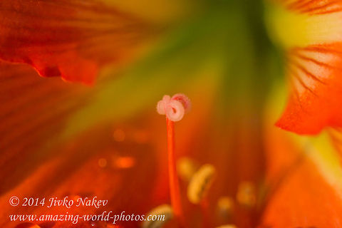 Stigma  Bulgaria,Geotagged,Hippeastrum striatum,Winter,amaryllis,botany,flower,hippeastrum striatum,knight's star lily,nature,plant,stigma