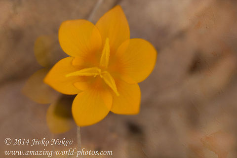 Dutch Yellow Crocus  Bulgaria,Crocus flavus,Geotagged,autumn,crocus flavus,dutch yellow crocus,flower,plats,yellow_crocus