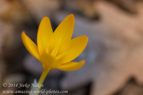 Dutch Yellow Crocus  Bulgaria,Crocus flavus,Geotagged,autumn,crocus flavus,dutch yellow crocus,flower,plats,yellow_crocus