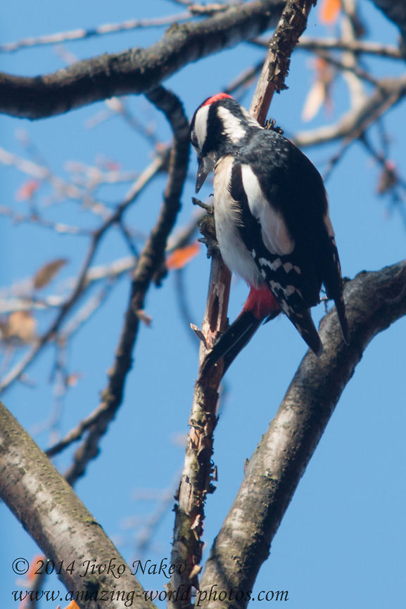 Great Spotted Woodpacker  Bulgaria,Dendrocopos major,Geotagged,Great Spotted Woodpecker,birds,nature,picidae,piciformes,piculets,sapsuckers,wrynecks
