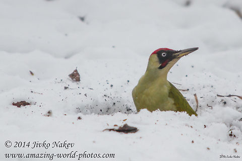 Green Woodpecker  Bulgaria,European Green Woodpecker,Geotagged,Picus viridis,aves,birds,green woorpecker,picidae,piciformes,picus viridis