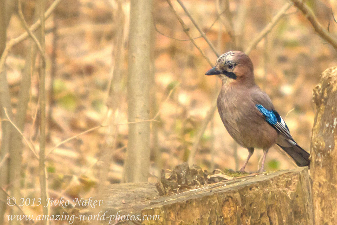Jay On Trunk  Bulgaria,Eurasian Jay,Eurasian jay,Garrulus glandarius,Geotagged,bird,bird in forest,corvidae,jay,passerine