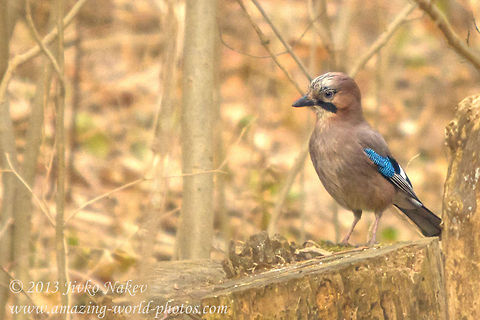 Jay On Trunk  Bulgaria,Eurasian Jay,Eurasian jay,Garrulus glandarius,Geotagged,bird,bird in forest,corvidae,jay,passerine