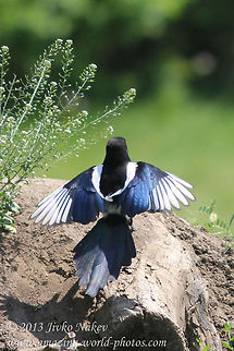 Magpie Plumage  Bulgaria,Geotagged,Magpie,Pica pica,birds,corvidae,eurasian magpie,european magpie,passerine,pica pica,plumage