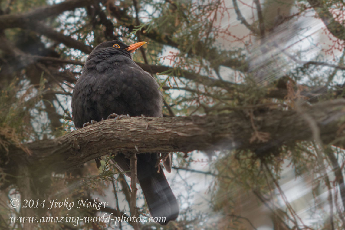 Blackbird  Bulgaria,Common Blackbird,Geotagged,Turdus merula,animal,aves,bird,blackbird,natural,songbird,turdus merula,yellwo beak