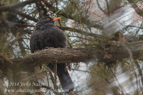 Blackbird  Bulgaria,Common Blackbird,Geotagged,Turdus merula,animal,aves,bird,blackbird,natural,songbird,turdus merula,yellwo beak