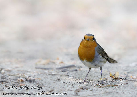 Robin  Bulgaria,Erithacus rubecula,European Robin,Geotagged,Wildlife,birds,chat,insectivorous,nature,passerine,small bird,songbird