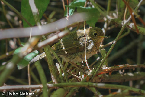 European Robin Juvenile - Erithacus rubecula European Robin Juvenile - Erithacus rubecula Bulgaria,Erithacus rubecula,European Robin,Geotagged,Rotkehlchen,Rouge-gorge familier,bird,passerine