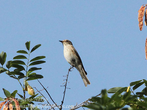 Spotted flycatcher  Bulgaria,Geotagged,Muscicapa striata,Spotted Flycatcher,Spotted flycatcher,aves,birdnature,passerine