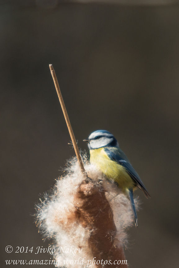 Blue Tit  Blue Tit,Bulgaria,Cyanistes caeruleus,Geotagged,Parus caeruleus,bird,bulrush,eurasian blue tit,marsh,passerine,reed,reedmace,songbird,typha,typha latifolia