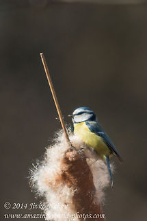 Blue Tit  Blue Tit,Bulgaria,Cyanistes caeruleus,Geotagged,Parus caeruleus,bird,bulrush,eurasian blue tit,marsh,passerine,reed,reedmace,songbird,typha,typha latifolia